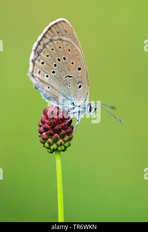 Rare grand bleu (Phengaris teleius Maculinea teleius, Glaucopsyche, teleius), sur la pimprenelle, Sanguisorba officinalis, Pays-Bas, Brabant-sept. Banque D'Images