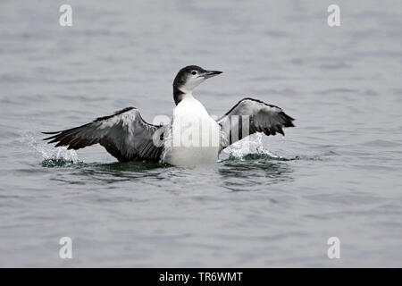 La great northern diver (Gavia immer), l'hivernage dans la région de Alton Water, Royaume-Uni, Angleterre, Suffolk Banque D'Images