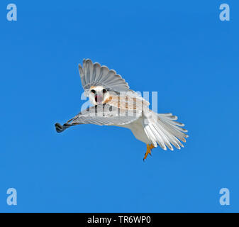 Australian black-shouldered kite (Elanus axillaris), appelant en vol, de l'Australie Banque D'Images