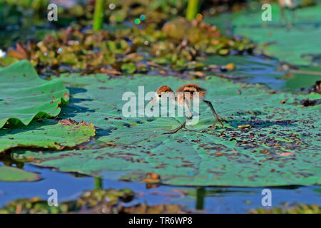 Comb-crested jacana (Irediparra gallinacea, Metopidius gallinacea, Jacana gallinacea), chick sur une usine de traitement de l'eau, de l'Australie, Territoire Northerm Banque D'Images