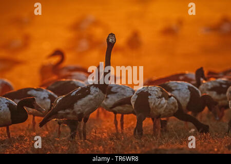 (Anseranas semipalmata magpie Goose), dans la lumière du soir, de l'Australie Banque D'Images