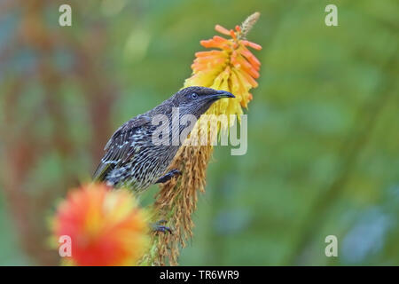 Peu d'oiseaux (Anthochaera chrysoptera wattle), l'Australie Banque D'Images