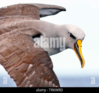 Le nord de l'albatros de Buller (Thalassarche bulleri platei, Thalassarche platei), l'Australie, Nouvelle-Galles du Sud, l'île Lord Howe Banque D'Images