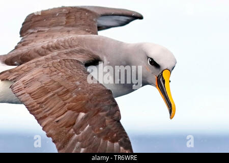 Le nord de l'albatros de Buller (Thalassarche bulleri platei, Thalassarche platei), l'Australie, Nouvelle-Galles du Sud, l'île Lord Howe Banque D'Images