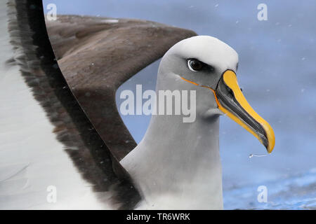 Le nord de l'albatros de Buller (Thalassarche bulleri platei, Thalassarche platei), l'Australie, Nouvelle-Galles du Sud, l'île Lord Howe Banque D'Images