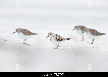 Passage à col roux (Calidris ruficollis), l'hivernage en Australie, Australie Banque D'Images