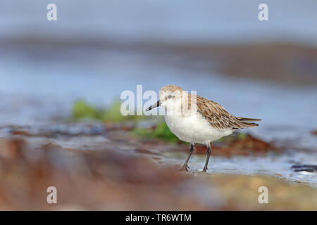 Passage à col roux (Calidris ruficollis), l'Australie Banque D'Images