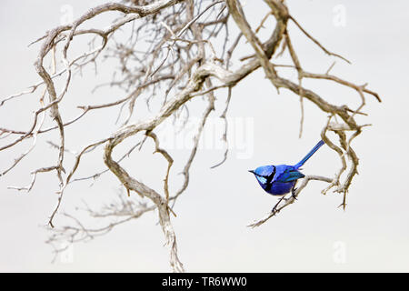 Malurus splendens, splendide Fairywren (Malurus splendens), assis dans un buisson, l'Australie, Australie occidentale, Mandurah Banque D'Images