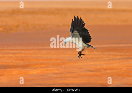 L'aigle de mer à ventre blanc (Haliaeetus leucogaster), voler, l'Australie, Territoire du Nord Banque D'Images