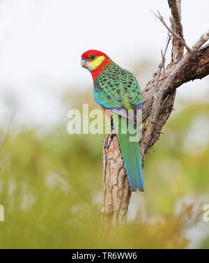 Rosella Platycercus icterotis (ouest), l'Australie Banque D'Images