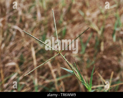 L'herbe des Bermudes, dactyle-grass (Cynodon dactylon), inflorescence, Espagne, Îles Baléares, Majorque Banque D'Images