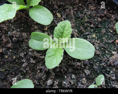 Cardère sauvage, cardère à foulon, cardère commun, commun teazle (Dipsacus fullonum, Dipsacus sylvestris), plantule, Allemagne Banque D'Images