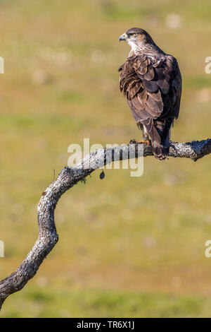 Bonellis Hieraaetus fasciatus, aigle (Aquila fasciata), assis sur une branche, Espagne Banque D'Images