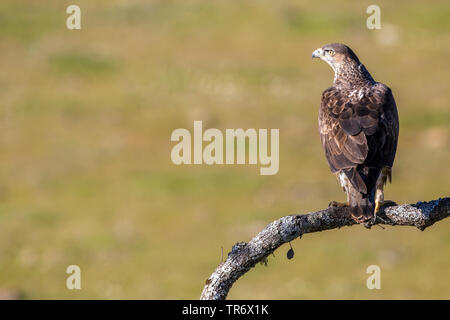 Bonellis Hieraaetus fasciatus, aigle (Aquila fasciata), assis sur une branche, Espagne Banque D'Images