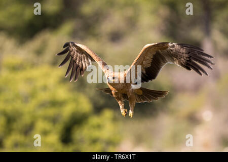 L'espagnol, l'aigle impérial l'aigle impérial ibérique, Adalbert's eagle (Aquila adalberti), en vol, Espagne Banque D'Images