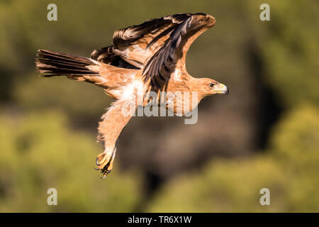 L'espagnol, l'aigle impérial l'aigle impérial ibérique, Adalbert's eagle (Aquila adalberti), en vol, vue de côté, l'Espagne Banque D'Images