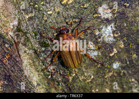 Hanneton européen d'été (Amphimallon solstitiale, Rhizotragus solstitialis), sur l'écorce, l'Allemagne, la Bavière Banque D'Images