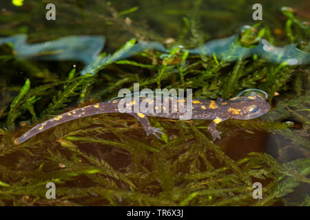 Salamandre terrestre européen (Salamandra salamandra), larve avant de descendre à terre, l'Allemagne, la Bavière Banque D'Images