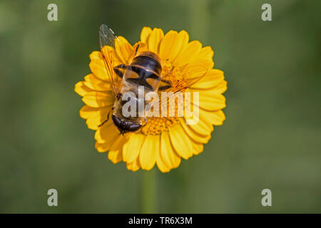 Drone fly (Eristalis tenax), sur marguerite dorée, Allemagne, Bavière, Isental Banque D'Images