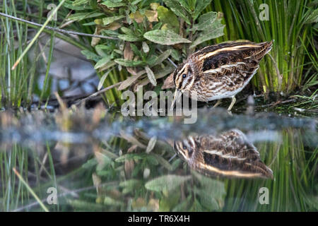 Jack snipe (Lymnocryptes minima, Lymnocryptes minimus), Espagne Banque D'Images