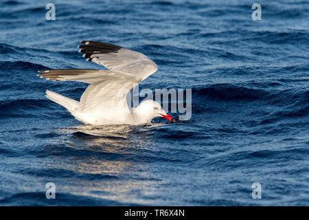 D'Audouin (Larus audouinii Ichthyaetus audouinii,), l'Espagne, Îles Baléares, Ibiza Banque D'Images