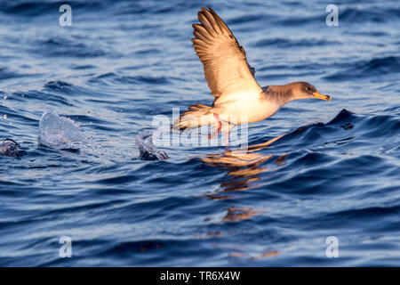 Puffin cendré (Calonectris diomedea), voler, Espagne, Îles Baléares Banque D'Images