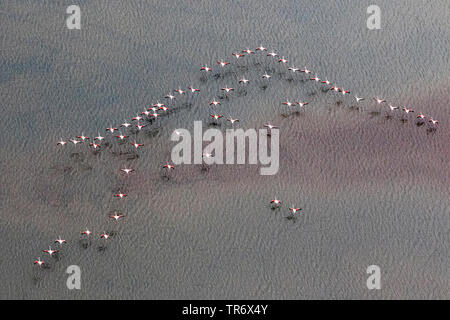 Flamant rose (Phoenicopterus roseus, Phoenicopterus ruber roseus), une plus grande flamants roses en vol au dessus de salines, l'Espagne, Cadix Banque D'Images