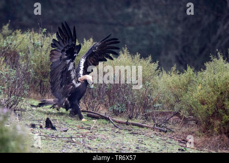 L'espagnol, l'aigle impérial l'aigle impérial ibérique, Adalbert's eagle (Aquila adalberti), dans la pluie, Espagne Banque D'Images