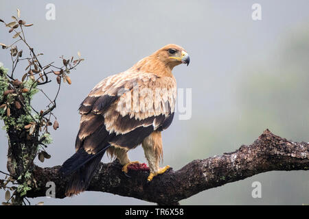 L'espagnol, l'aigle impérial l'aigle impérial ibérique, Adalbert's eagle (Aquila adalberti), Espagne Banque D'Images