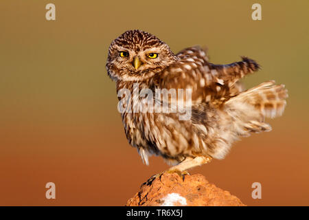 Chouette chevêche (Athene noctua), Espagne Banque D'Images