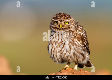 Chouette chevêche (Athene noctua), Espagne Banque D'Images