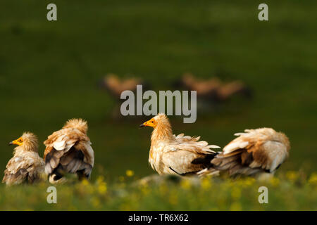 Percnoptère (Neophron percnopterus), troupe de se percher sur le terrain, l'Espagne, parc naturel de la vallée d'Alcudia Banque D'Images