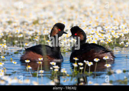 Grèbe à cou noir (Podiceps nigricollis), paire sur l'eau entre Ranunculus peltatus, Espagne, Castilia-La Manche Banque D'Images