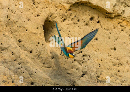 Eater Guêpier d'Europe (Merops apiaster), à partir d'un trou de la nidification, de l'Allemagne, la Bavière Banque D'Images