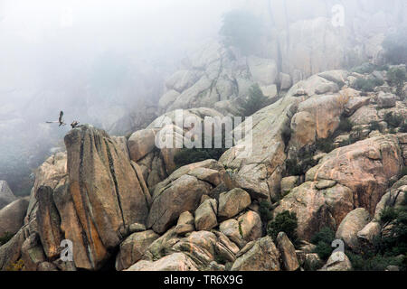 Vautour fauve (Gyps fulvus), à l'eyry sur un rocher dans le brouillard, l'Espagne, Segovia, Guadarrama National park Banque D'Images