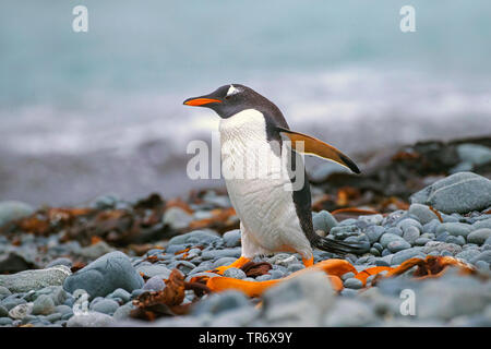 Gentoo pingouin (Pygoscelis papua), marchant sur la plage de l'île Macquarie, Australie Banque D'Images