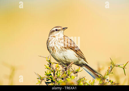 Richard's pitpit (Anthus novaeseelandiae), perché sur un buisson, Nouvelle-Zélande Banque D'Images