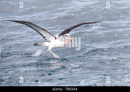 De l'albatros de Salvin (Thalassarche salvini), voler au-dessus de la mer, Nouvelle Zélande Banque D'Images