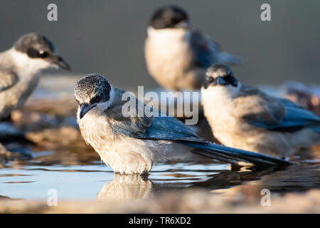 Azure-winged magpie ibérique (Cyanopica cooki), trois azure-winged pies se baignant dans une eau peu profonde, l'Espagne, l'Estrémadure Banque D'Images