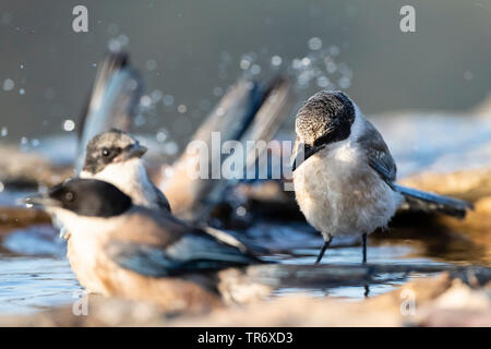 Azure-winged magpie ibérique (Cyanopica cooki), trois azure-winged pies se baignant dans une eau peu profonde, l'Espagne, l'Estrémadure Banque D'Images