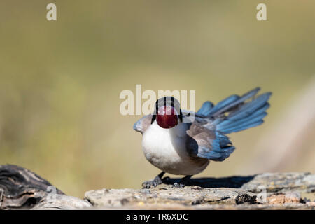 Azure-winged magpie ibérique (Cyanopica cooki), au raisin dans le projet de loi, l'Espagne, l'Estrémadure Banque D'Images