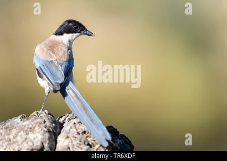 Azure-winged magpie ibérique (Cyanopica cooki), perché sur un poteau, l'Espagne, l'Estrémadure Banque D'Images