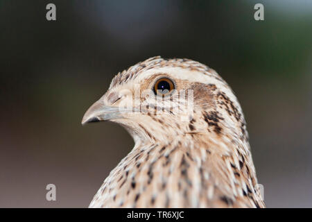 Caille commune (Coturnix coturnix), femme, portrait, Israël Banque D'Images