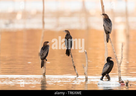 Cormoran pygmée (Phalacrocorax pygmeus, Turdus pygmaeus), à la fin de l'hiver au lac Kerkini, Grèce, Lake Kerkini Banque D'Images