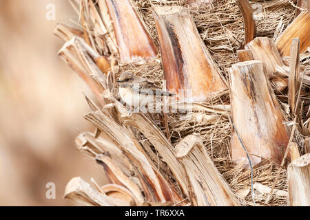 L'Est de traquet oreillard (Oenanthe hispanica melanoleuca, Oenanthe melanoleuca), femme, Israël Banque D'Images