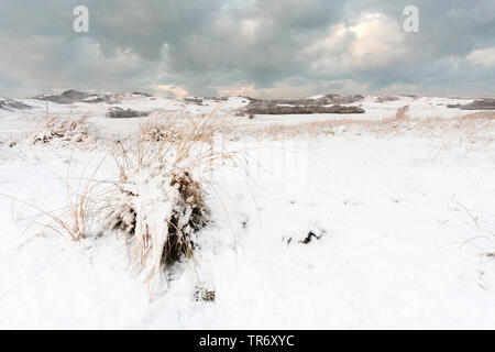 Plage de l'herbe, d'oyats européenne, l'ammophile, psamma, sable de mer-reed (Ammophila arenaria), un paysage de dunes couvertes de neige, Pays-Bas, Hollande-du-Sud, Hollandse Duinen National Park Banque D'Images