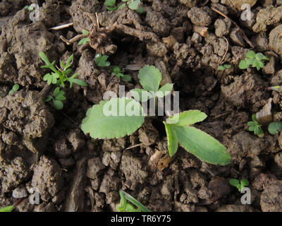 Sickleweed, des marais (Falcaria vulgaris), plantule, Allemagne, Rhénanie du Nord-Westphalie Banque D'Images