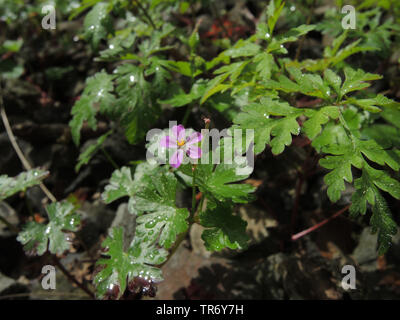 Géranium sanguin (Geranium lucidum brillant), qui fleurit entre les ballasts de chemin de fer, en Allemagne, en Rhénanie du Nord-Westphalie Banque D'Images