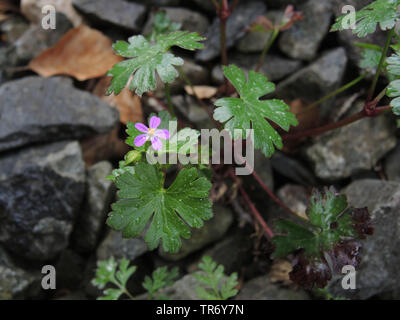 Géranium sanguin (Geranium lucidum brillant), qui fleurit entre les ballasts de chemin de fer, en Allemagne, en Rhénanie du Nord-Westphalie Banque D'Images