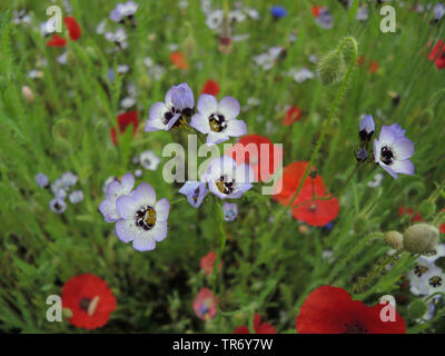 Les yeux d'oiseau, bird's-eye, gilia tricolor gilia (Gilia tricolor), blooming Banque D'Images